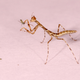 A baby Carrikerella simpira feeding on an aphid